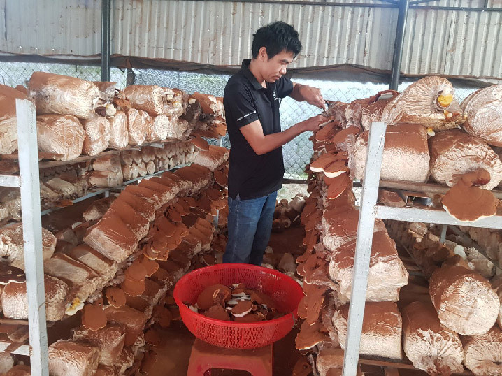 Mô hình trồng nấm linh chi đỏ của anh Nhi