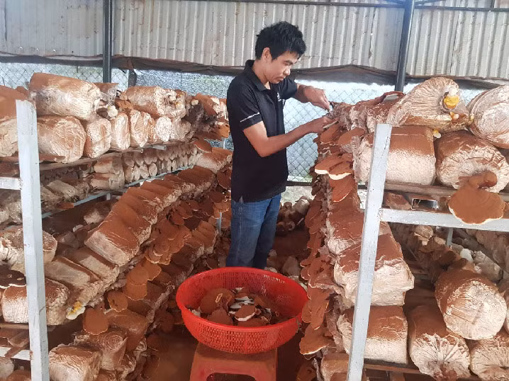 Mô hình trồng nấm linh chi đỏ của anh Nhi