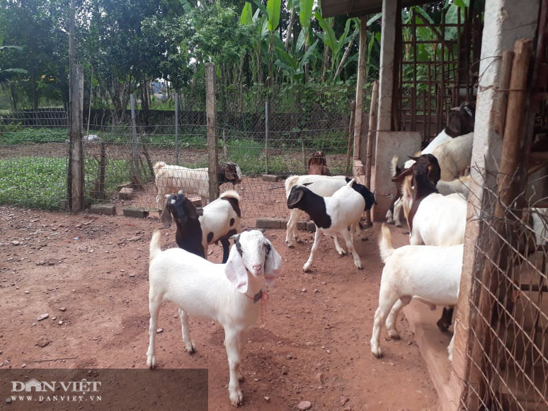 Hiện nay với 3 ngăn chuồng trại, gia đình bà Bẩy đang nuôi 45 con dê với 2 giống dê lùn và dê cao Hiện nay với 3 ngăn chuồng trại, gia đình bà Bẩy đang nuôi 45 con dê với 2 giống dê lùn và dê cao