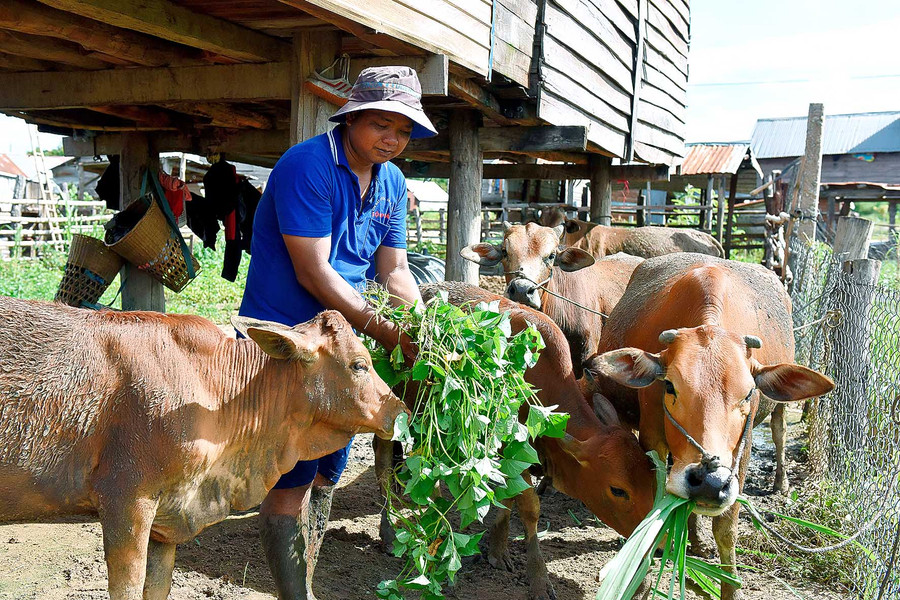 Trưởng thôn Ksor Bluynh có 1,5 ha đất trồng mì, lúa và chăn nuôi 8 con bò. Bình quân mỗi năm, gia đình ông thu trên 40 triệu đồng. Thôn trưởng Ksor Bluynh có 300m2 đất ở, 1,5ha đất sản xuất để trồng mỳ, lúa và chăn nuôi 8 con bò. Bình quân mỗi năm thu trên 40 triệu đồng.