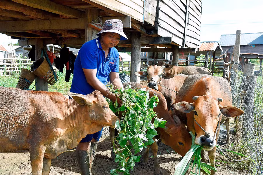 Thôn trưởng Ksor Bluynh có 300m2 đất ở, 1,5ha đất sản xuất để trồng mỳ, lúa và chăn nuôi 8 con bò. Bình quân mỗi năm thu trên 40 triệu đồng.