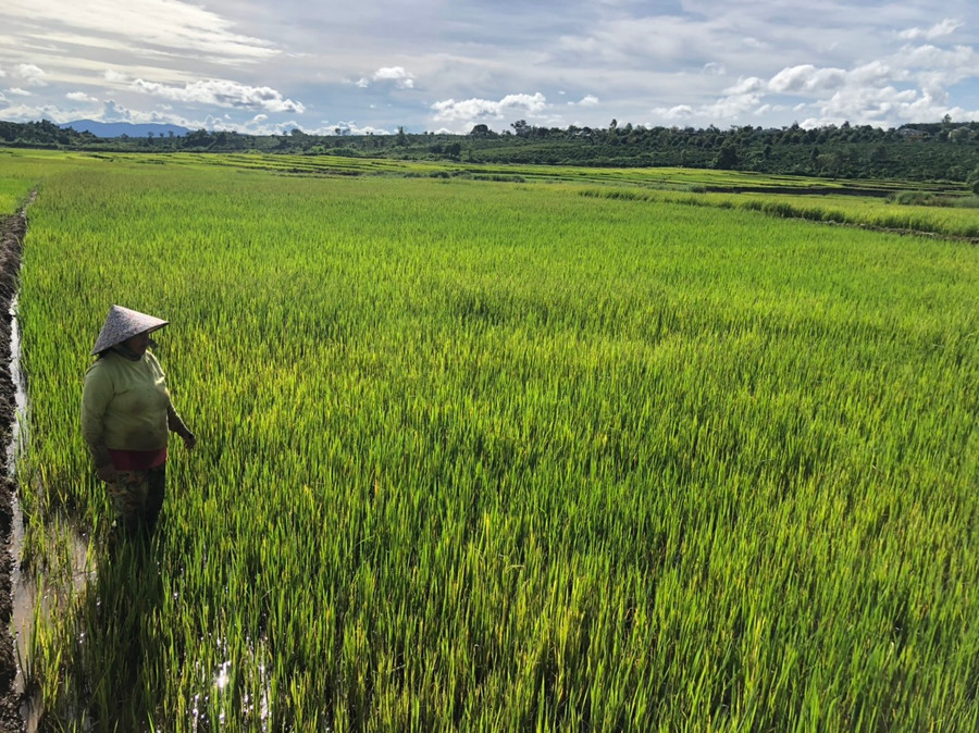 Nhìn đám ruộng phát triển không đều, chị Hik thở dài. Ảnh: Phương Dung