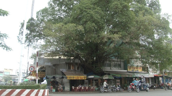 Cây da trước khi chưa bị nghiêng - Ảnh: THANH NGHĨA