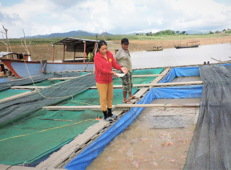 Bè cá lồng của gia đình anh Võ Đình Sơn.Ảnh: T.H
