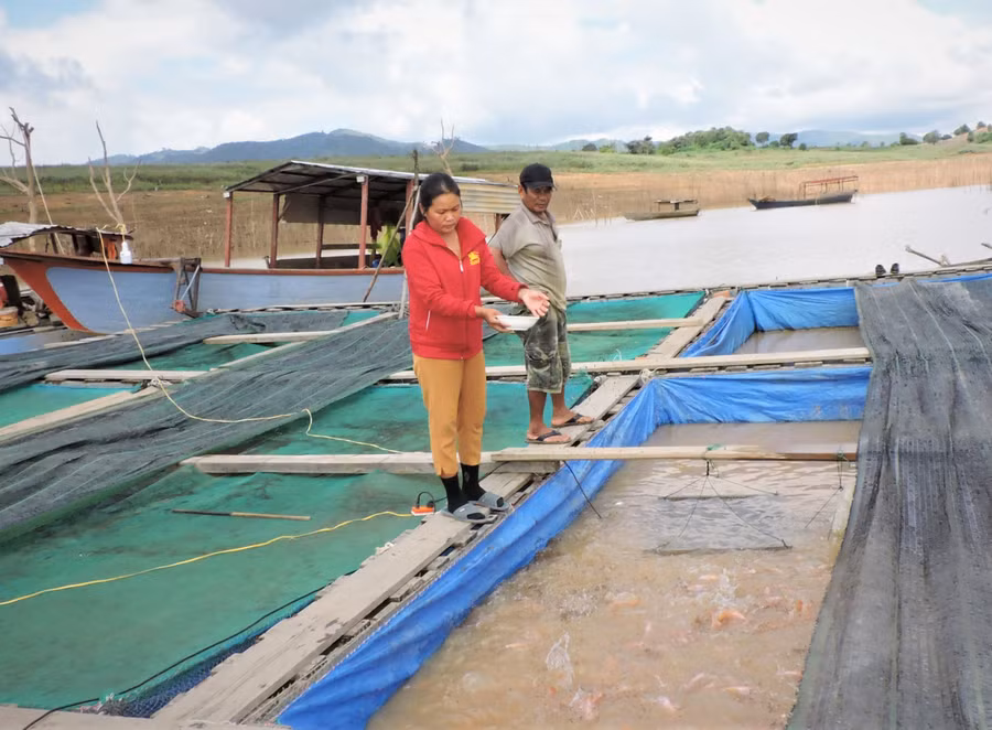 Bè cá lồng của gia đình anh Võ Đình Sơn.Ảnh: T.H