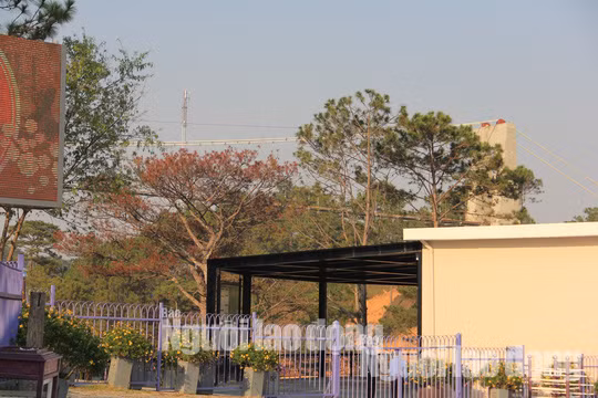 Nhiều cây thông cổ thụ bị chết đứng ngay bên dưới công trình cầu đáy kính không phép.