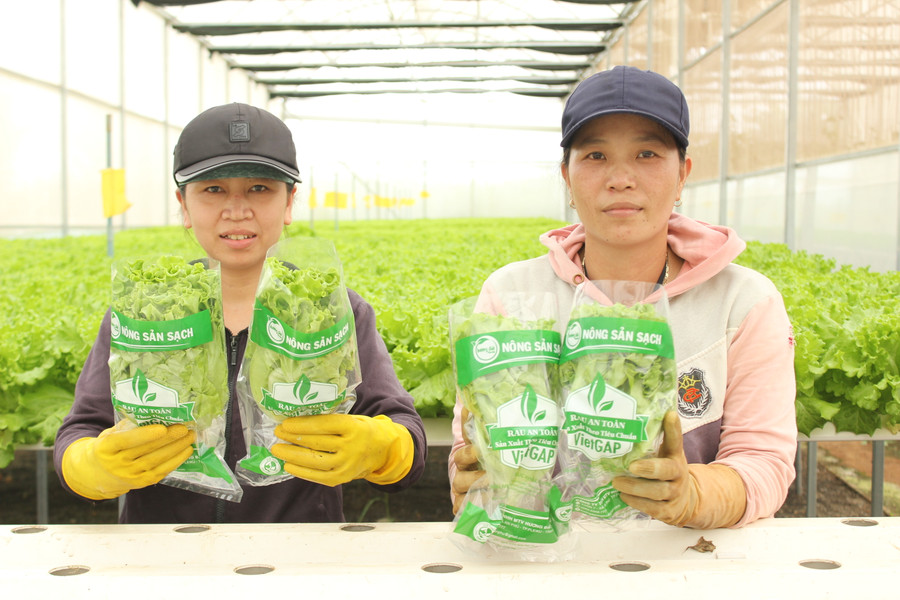 Công nhân Công ty TNHH MTV Hương đất An Phú thu hoạch rau thủy canh. Ảnh: Nguyễn Diệp