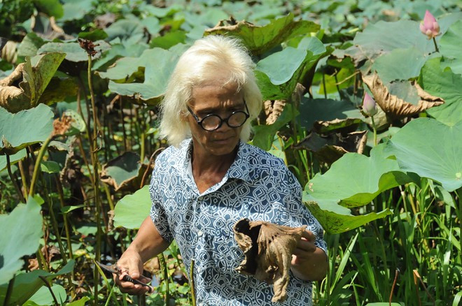 Ông Bảy Nghĩa chọn những lá khô tự nhiên để làm tranh gân sen và bụi sen. ẢNH: DUY TÂN