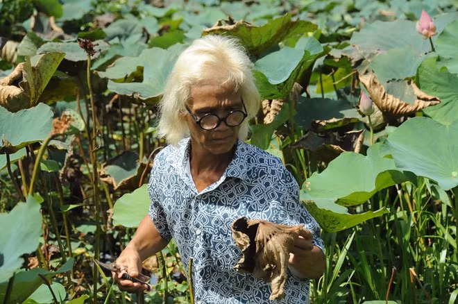 Ông Bảy Nghĩa chọn những lá khô tự nhiên để làm tranh gân sen và bụi sen. ẢNH: DUY TÂN