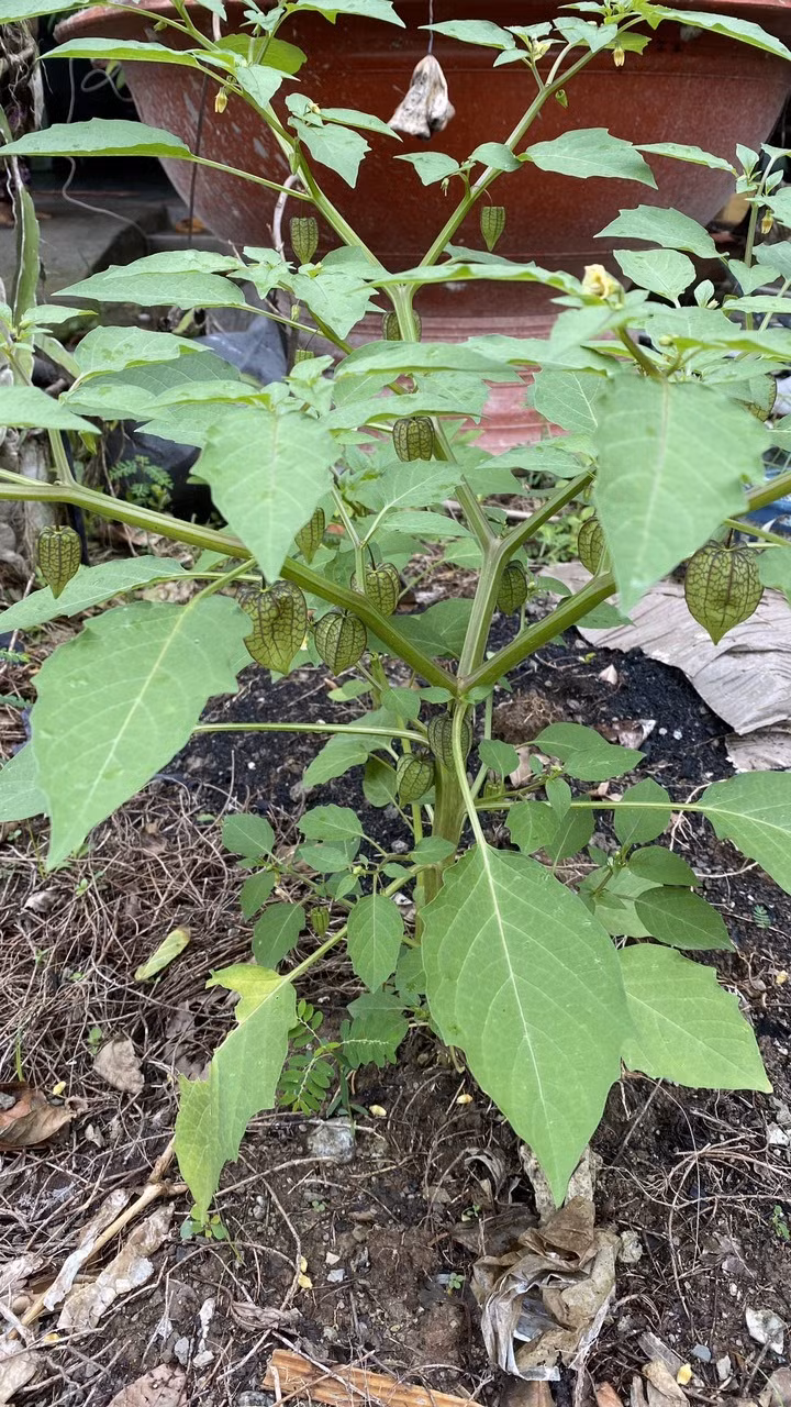 Hình ảnh cây thù lù. Ảnh: Tạo Nguyễn