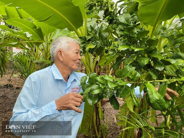 Một góc vườn cây ăn quả của ông tỷ phú nông dân, Võ Thanh Hùng, xã Hành Nhân, huyện Nghĩa Hành (Quảng Ngãi) Một góc vườn cây ăn quả của ông tỷ phú nông dân, Võ Thanh Hùng, xã Hành Nhân, huyện Nghĩa Hành (Quảng Ngãi)