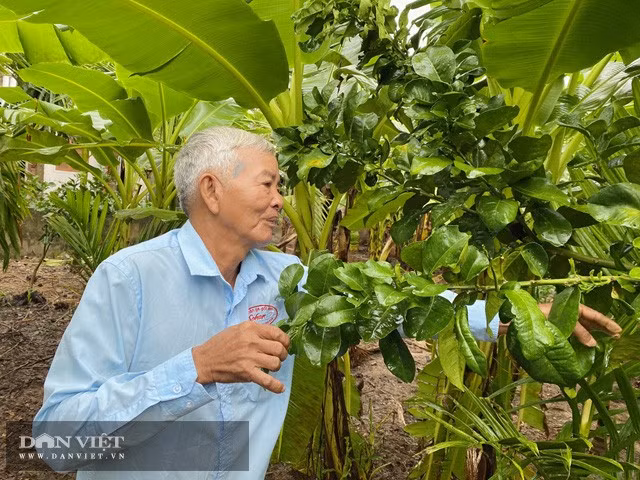Một góc vườn cây ăn quả của ông tỷ phú nông dân, Võ Thanh Hùng, xã Hành Nhân, huyện Nghĩa Hành (Quảng Ngãi)