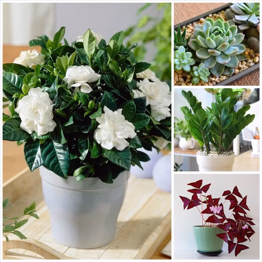 Những loại cây này không chỉ có tác dụng thanh lọc không khí và còn chống mồm, ẩm cực tốt. Đồ họa: Phương Duy