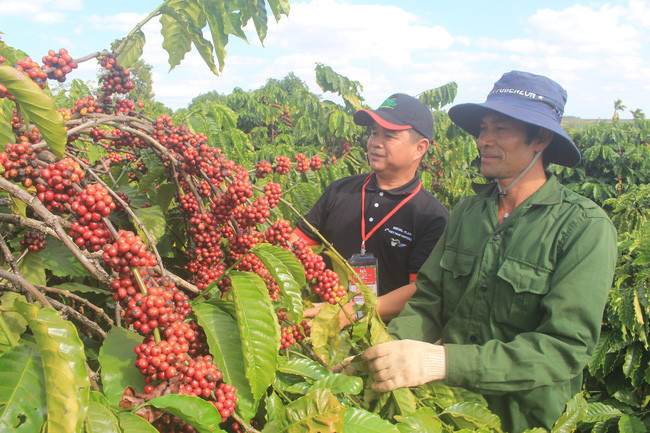 Nông dân Đắk Lắk canh tác cà phê vụ mùa 2019-2020 (Ảnh: Quốc Hải) Nông dân Đắk Lắk canh tác cà phê vụ mùa 2019-2020 (Ảnh: Quốc Hải)