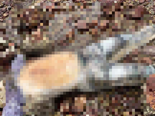 Thi thể nữ đã bị phân hủy  Thi thể nữ đã bị phân hủy