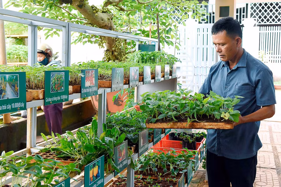 Năm 2017 gia đình anh Trần Viết Lãm ở tổ 2 phường Đống Đa, TP. Pleiku đầu tư hơn 1 tỷ đồng xây dựng cơ sở vật chất để làm nhà lồng, mua máy ươm các loại cây giống để cung cấp cho thị trường trên địa bàn TP. Pleiku, mỗi năm cho thu nhập trên 300 triệu đồng - cao gấp 10 lần so với ươm giống truyền thống…