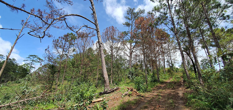 Cánh rừng thông nguyên sinh xanh tốt ngày nào giờ đã bị chết đứng do kẻ xấu hủy hoại