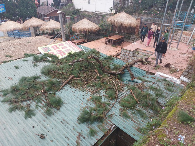 Mái nhà dân bị hư hỏng nhẹ do thông gãy đè trúng ẢNH: G.B