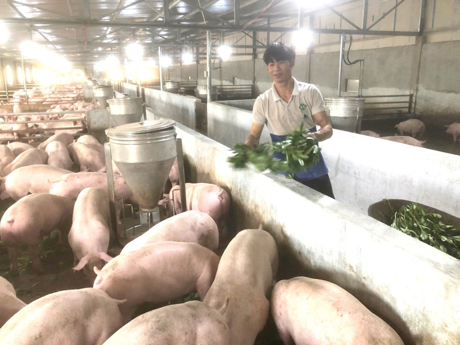 Đàn heo được cho ăn theo chế độ đặc biệt, kèm lá thuốc nam. Đàn heo được cho ăn theo chế độ đặc biệt, kèm lá thuốc nam.