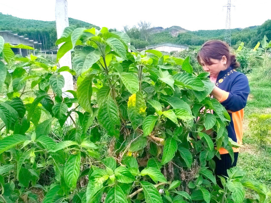 Chị Lê Thị Liễu đi vườn lá thuốc nam trồng cho heo ăn. Chị Lê Thị Liễu đi vườn lá thuốc nam trồng cho heo ăn.