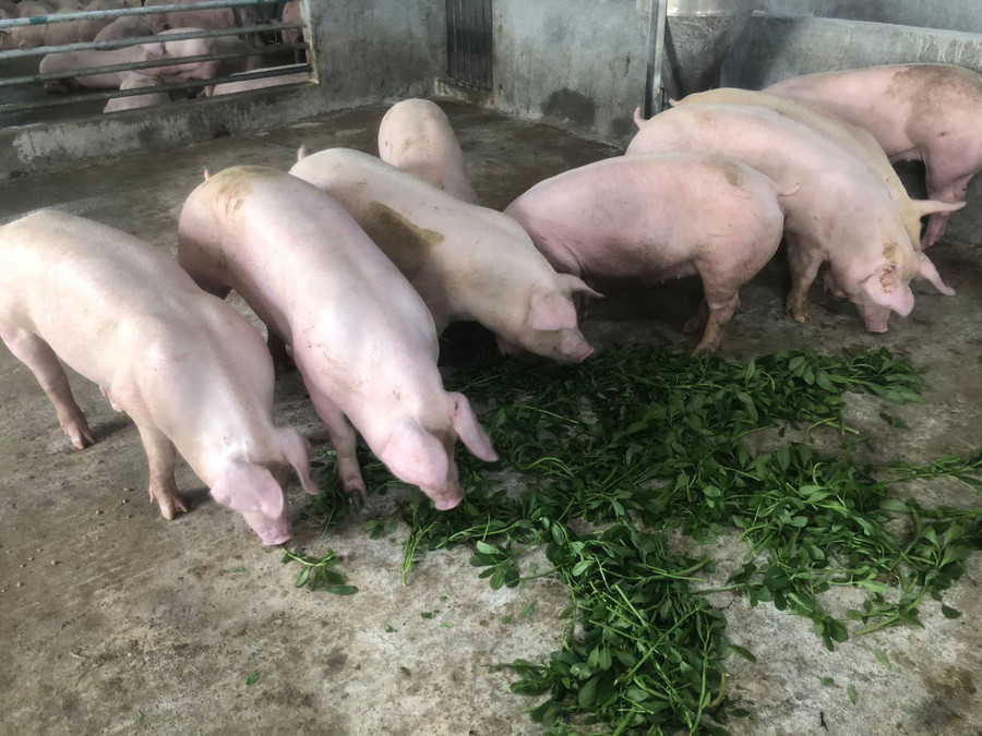 Đàn heo ít dịch bệnh, tăng trưởng nhanh nhờ thảo mộc. Đàn heo ít dịch bệnh, tăng trưởng nhanh nhờ thảo mộc.