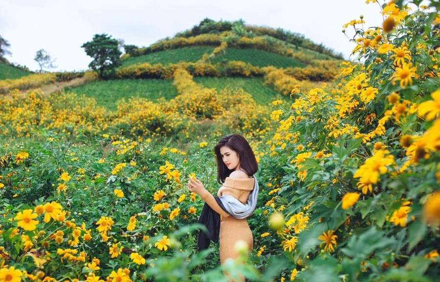 Mùa hoa dã quỳ ở Tây Nguyên. (Ảnh: CTV) Mùa hoa dã quỳ ở Tây Nguyên. (Ảnh: CTV)