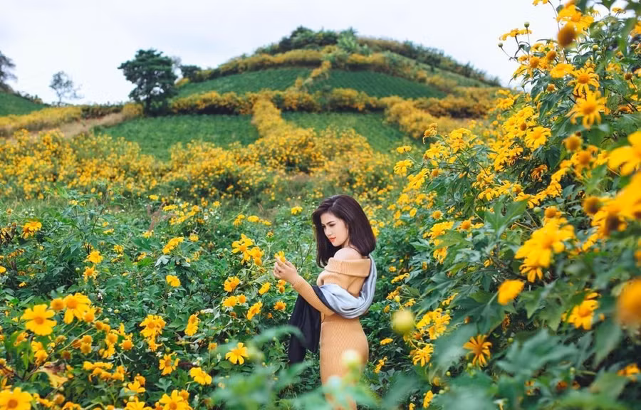 Mùa hoa dã quỳ ở Tây Nguyên. (Ảnh: CTV)