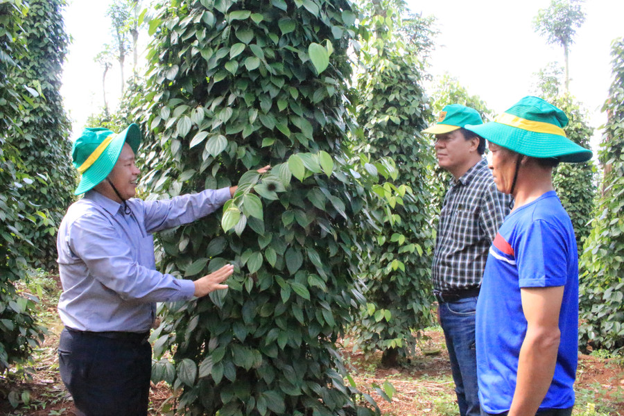 TS Phạm Công Trí (bên trái), giải thích về cách chăm sóc và hồi phục cây hồ tiêu.