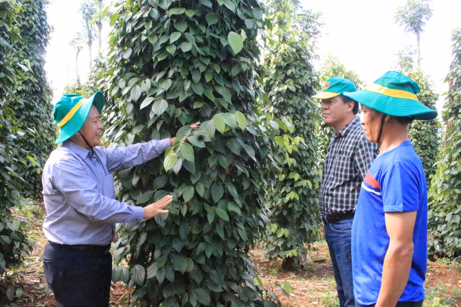 TS Phạm Công Trí (bên trái), giải thích về cách chăm sóc và hồi phục cây hồ tiêu.