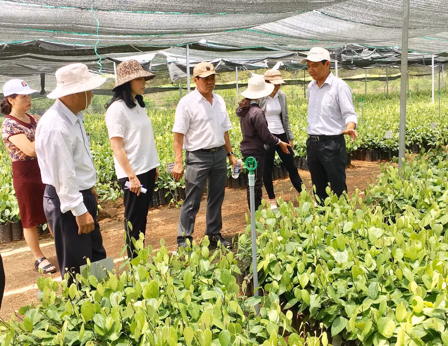 Olam tiêu tại huyện Chư Pưh. Ảnh: Hà Duy