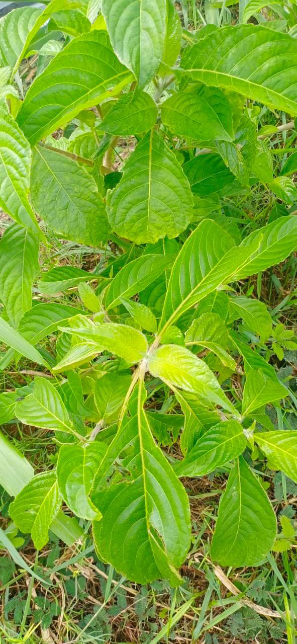 Cây thuốc nam được trồng trong khuôn viên chuồng nuôi heo. Cây thuốc nam được trồng trong khuôn viên chuồng nuôi heo.