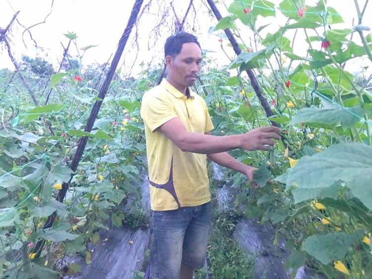 Nhờ áp dụng tiến bộ khoa học, kỹ thuật vào sản xuất, nhiều hộ ở làng Biă Tih đã thoát nghèo. Ảnh: R' Ô Hok