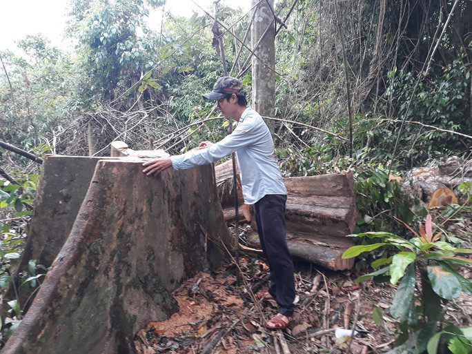 Nhiều cánh rừng tự nhiên ở tỉnh Quảng Nam bị lâm tặc tàn phá Ảnh: TRẦN THƯỜNG