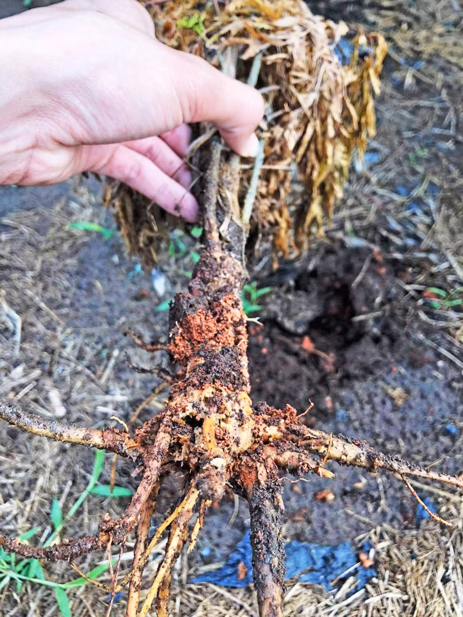 Cây đinh lăng ở xã Pờ Tó (huyện Ia Pa) bị bệnh thối rễ chết hàng loạt. Ảnh: Phạm Ngọc