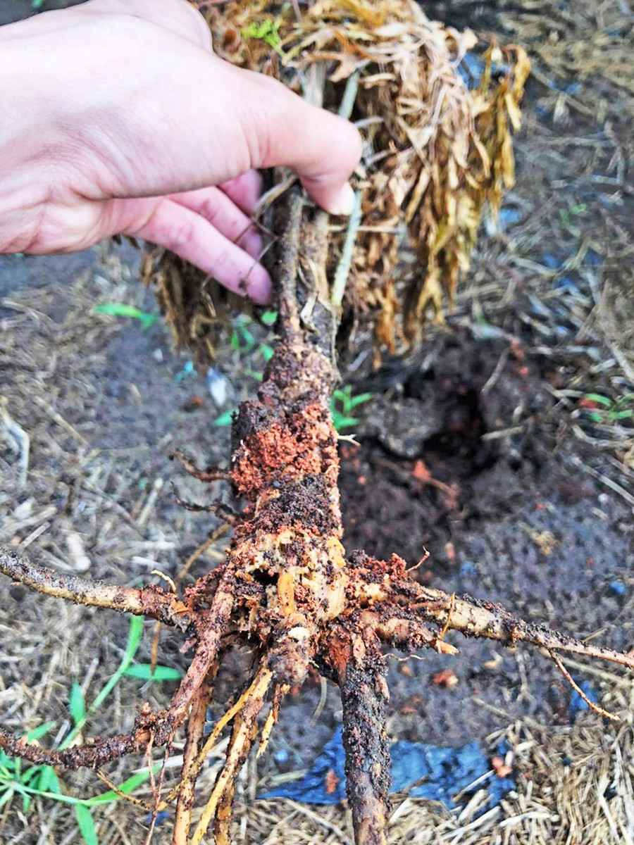 Cây đinh lăng ở xã Pờ Tó (huyện Ia Pa) bị bệnh thối rễ chết hàng loạt. Ảnh: Phạm Ngọc