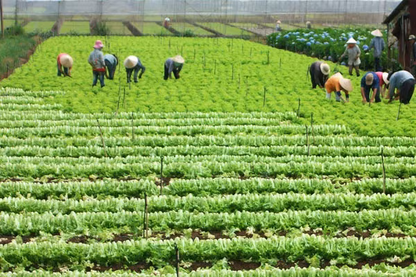 Pháp luật cho phép hộ gia đình, cá nhân được mua bán, chuyển nhượng đất nông nghiệp khi thỏa mãn các điều kiện Điều 188 Luật đất đai năm 2013