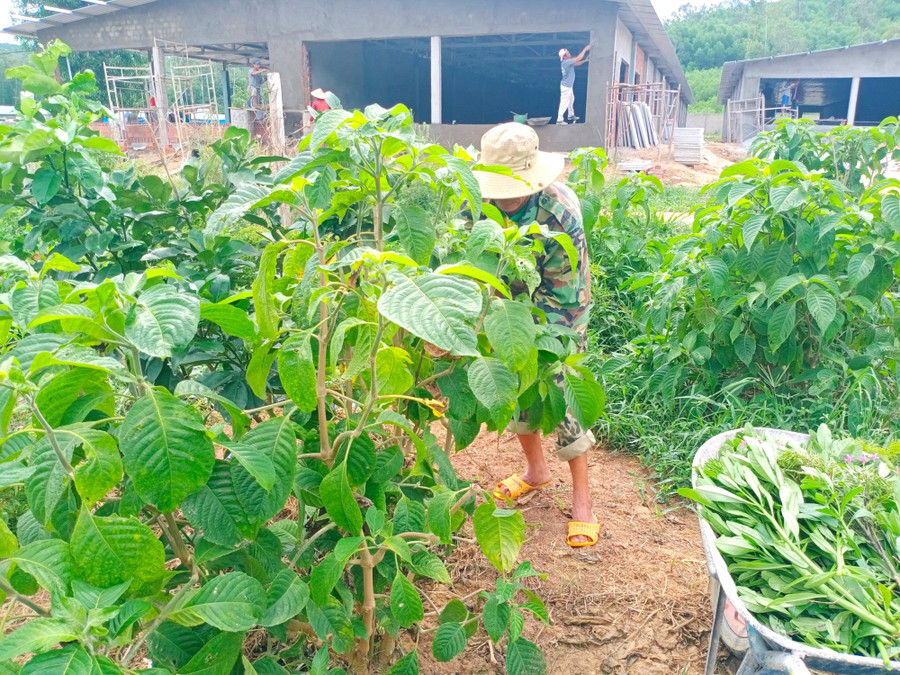 Ngoài việc nuôi heo, nhân công còn lo việc chăm sóc vườn thuốc nam. Ngoài việc nuôi heo, nhân công còn lo việc chăm sóc vườn thuốc nam.