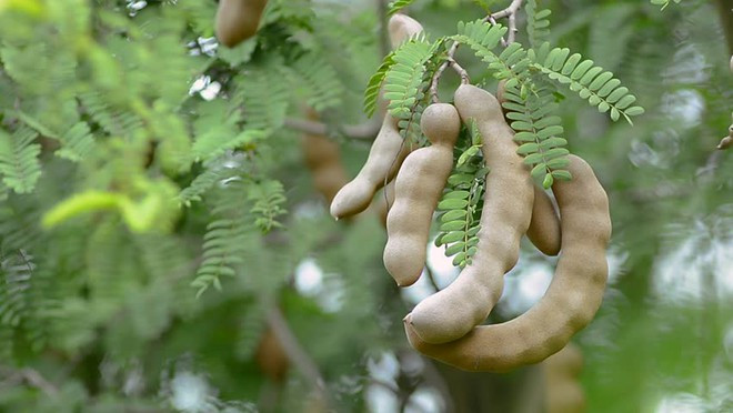 Me chứa nhiều chất xơ và a xít không bão hòa, nên rất tốt trong điều trị chứng xơ cứng động mạch, gan nhiễm mỡ, hỗ trợ tiêu hóa ẢNH: SHUTTERSTOCK