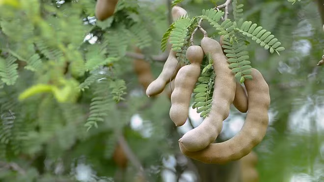 Me chứa nhiều chất xơ và a xít không bão hòa, nên rất tốt trong điều trị chứng xơ cứng động mạch, gan nhiễm mỡ, hỗ trợ tiêu hóa ẢNH: SHUTTERSTOCK