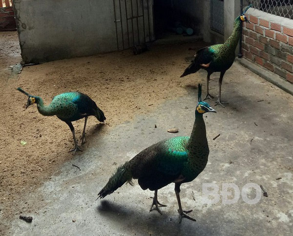 Chim công quý hiếm nuôi ở vườn nhà anh Thái Bửu Bấu, thôn An Dõng, xã Bình Thành, huyện Tây Sơn (tỉnh Bình Định).