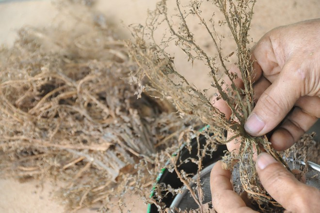  Những lá sen khô tự nhiên được vò để lấy gân sen và bụi sen làm tranh chân dung Tổng thống Donald Trump. ẢNH: DUY TÂN