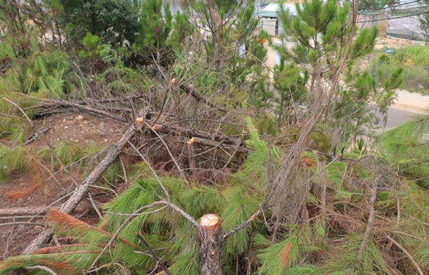 Một vụ phá rừng thông. (Ảnh minh họa. Nguồn: TTXVN) Một vụ phá rừng thông. (Ảnh minh họa. Nguồn: TTXVN)