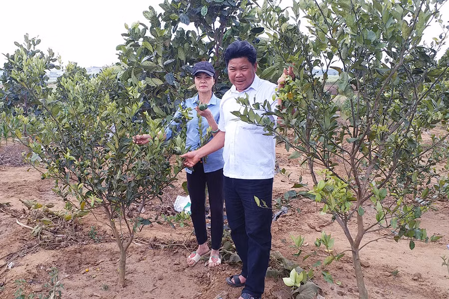  Vườn chanh không hạt của gia đình ông Phạm Xuân Luynh (thôn 3, xã Đak Hlơ). Ảnh: Ngọc Sang