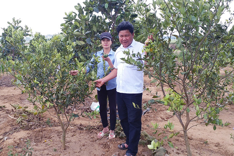  Vườn chanh không hạt của gia đình ông Phạm Xuân Luynh (thôn 3, xã Đak Hlơ). Ảnh: Ngọc Sang