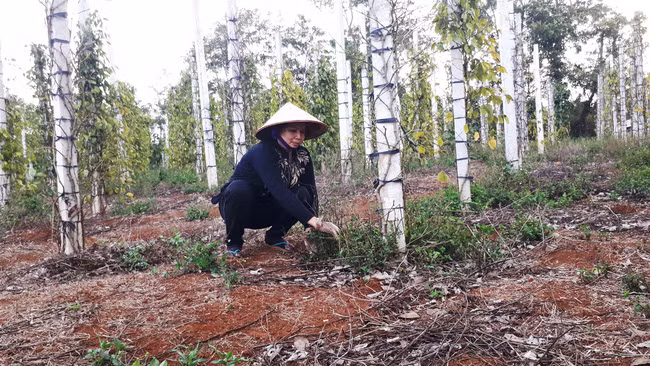 Bà Đinh Thị Mận ở Tổ 6 phường Đoàn Kết, thị xã Buôn Hồ (Đắk Lắk) mong muốn cơ quan chức năng làm rõ việc tiêu của gia đình bà chết có phải do sử dụng phân bón kém chất lượng (Ảnh: TX)