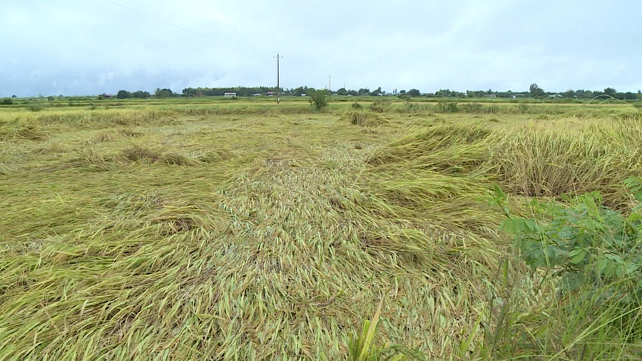 Lúa của người dân bị đổ rạp, gây khó khăn trong việc thu hoạch. Ảnh: Lê Nam Lúa của người dân bị đổ rạp, gây khó khăn trong việc thu hoạch. Ảnh: Lê Nam
