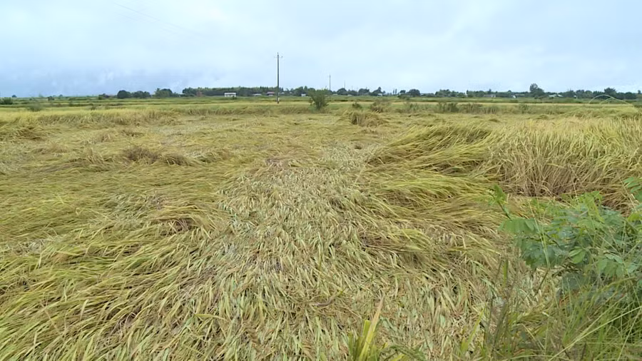  Lúa của người dân bị đổ rạp, gây khó khăn trong việc thu hoạch. Ảnh: Lê Nam