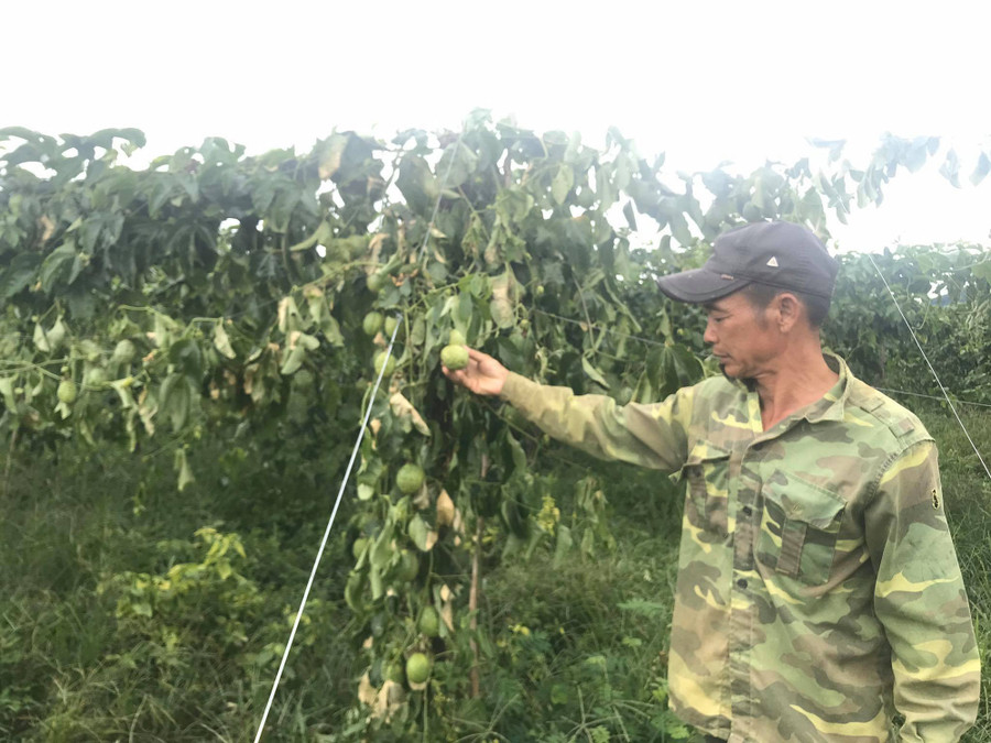 Những quả chanh dây đang tới kỳ thu hoạch đã bị héo vàng khi cây bị cắt gốc.