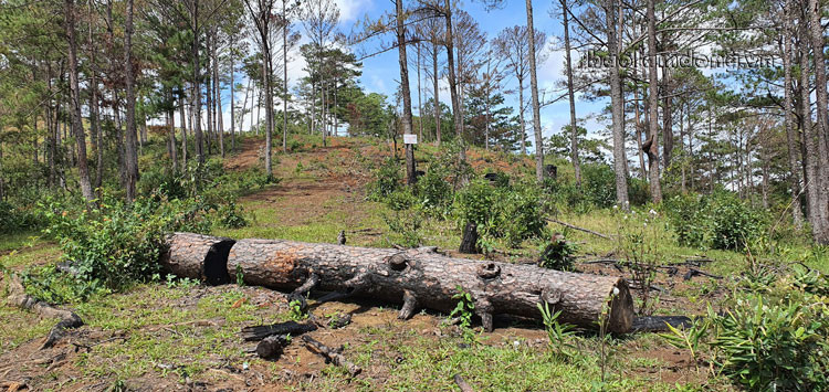 Rừng khoanh nuôi tái sinh liệu có được tái sinh?