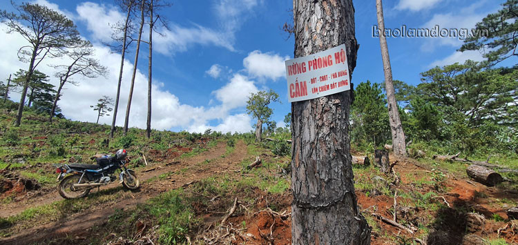 Biển cấm bị vô hiệu tại rừng thông Tiểu khu 118